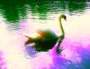 SwanSong
