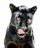 Werewolf