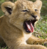 snoozylion