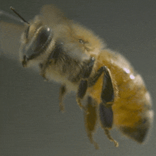 bee-honey-bee.gif