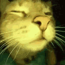 image.gif