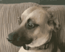 confused-dog.gif